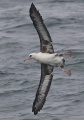 Laysan Albatross